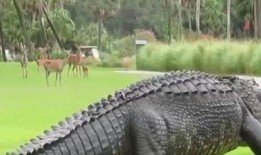 小鹿爆料恐龙视频,恐龙视频带你穿越时空，探寻史前巨兽奥秘