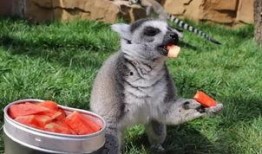 网红吃瓜像狒狒的是谁,揭秘网络红人的另类趣味