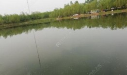 老范钓鱼爆料视频,一场别开生面的垂钓之旅