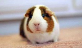 豚鼠2 在线观看,在线惊悚之旅