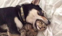 二狗爆料视频大全下载,揭秘娱乐圈幕后真相