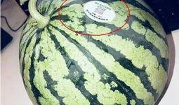 最近吴川网红吃瓜是真的吗,真相还是炒作？