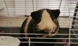 豚鼠2 在线观看,在线惊悚之旅