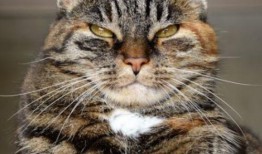 河南都市爆料猫咪新闻视频