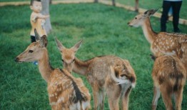 小鹿爆料恐龙视频,恐龙视频带你穿越时空，探寻史前巨兽奥秘