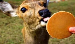 小鹿爆料恐龙视频,恐龙视频带你穿越时空，探寻史前巨兽奥秘