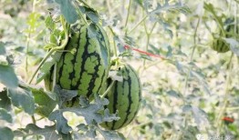 徽县吃瓜网红是谁啊