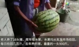 在线免费吃瓜完整版,带你领略网络娱乐新风尚