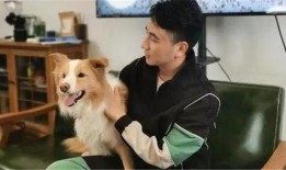 二狗爆料视频大全下载,揭秘娱乐圈幕后真相