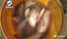 鸭肠厂家爆料视频播放,厂家爆料视频带你一探究竟