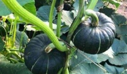 大家一起吃瓜网红,一起吃瓜网红的欢乐时光