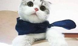 河南都市爆料猫咪新闻视频